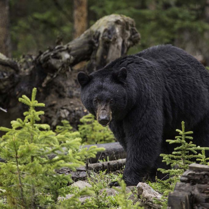 Black bear near the Northeast Entrance;
Neal Herbert;
May 2015;
Catalog #20109d;
Original #ndh-yell-6596